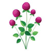 Botanical Illustration of a Globe Amaranth Plant in Full Bloom with Green Leaves and Stems vector
