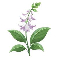 Vibrant Hosta Flower with Brightly Colored Flowers and Leaves in a Natural Setting vector