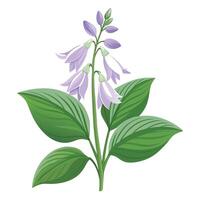 Botanical Illustration of a Hosta Flower in Full Bloom with Green Leaves and Stems vector