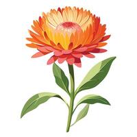 Paper Daisy with Yellow Petals and Green Leaves in a Garden Setting vector