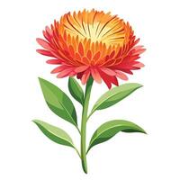 Paper Daisy with Purple Petals and Green Leaves in a Garden Setting vector