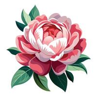 Peony Flower with Purple Flowers and Green Leaves in a Garden Setting vector