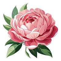 Peony Flower with Pink Flowers and Green Leaves in a Garden Setting vector