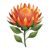 Detailed Illustration of a Protea Pincushion Flower with White Petals and Long Stems vector