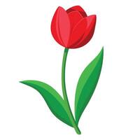 Red Tulip Plant with Pink Flowers and Green Leaves in a Garden Setting vector