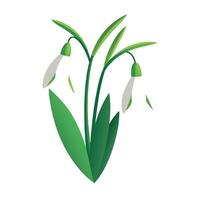 Vibrant Snowdrop Plant with Brightly Colored Flowers and Leaves in a Natural Setting vector