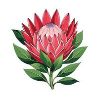 Vibrant Protea Flower with Brightly Colored Flowers and Leaves in a Natural Setting vector