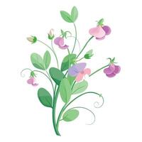 Vibrant Sweet Pea Plant with Brightly Colored Flowers and Leaves in a Natural Setting vector