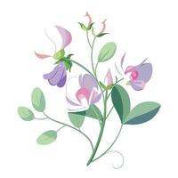 Vibrant Sweet Pea Plant with Brightly Colored Flowers and Leaves in a Natural Setting with a Fence vector