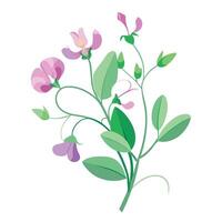 Beautiful Sweet Pea Plant with Fragrant Flowers and Leaves vector