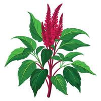 Amaranth Plant with Pink Flowers and Green Leaves in a Garden Setting vector