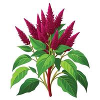 Amaranth Plant with Purple Flowers and Green Leaves in a Garden Setting vector