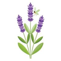 Botanical Rendering of a Lavender Plant in Full Bloom with Green Leaves and Stems vector
