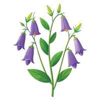 Vibrant Bellflower Plant with Brightly Colored Flowers and Leaves in a Natural Setting Isollated on White Background vector