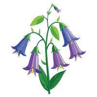 Botanical Rendering of a Bellflower Plant in Full Bloom with Green Leaves and Stems Isollated on White Background vector