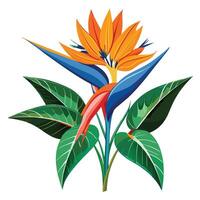 Botanical Rendering of a Bird of Paradise Plant in Full Bloom with Green Leaves and Stems vector