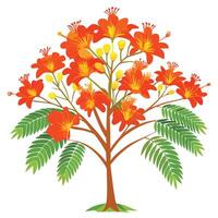 Flame Tree with Pink Flowers and Green Leaves in a Garden Setting vector