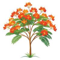 Flame Tree with Purple Flowers and Green Leaves in a Garden Setting vector