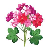 Geranium Plant with Yellow Flowers and Green Leaves in a Garden Setting vector