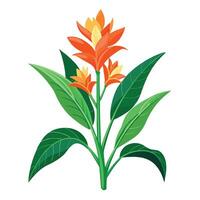 Ginger Lily Plant with Purple Flowers and Green Leaves in a Garden Setting vector