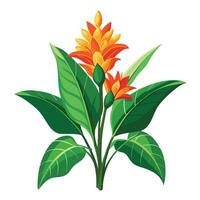 Ginger Lily Plant with Yellow Flowers and Green Leaves in a Garden Setting vector