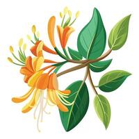 Honeysuckle Flower with Yellow Flowers and Green Leaves in a Garden Setting vector