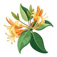 Honeysuckle Flower with Purple Flowers and Green Leaves in a Garden Setting vector