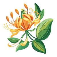 Beautiful Honeysuckle Flower with Fragrant White Flowers and Green Leaves vector