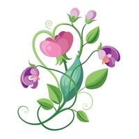 Botanical Rendering of a Sweet Pea Flower in Full Bloom with Green Leaves and Stems vector