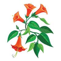 Botanical Rendering of a Trumpet Creeper Plant in Full Bloom with Green Leaves and Stems vector