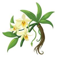 Botanical Rendering of a Vanilla Orchid Plant in Full Bloom with Green Leaves and Stems vector