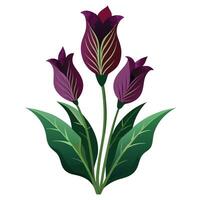Botanical Rendering of a Voodoo Lily in Full Bloom with Green Leaves and Stems vector