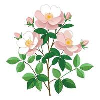 Botanical Rendering of a Wild Rose Plant in Full Bloom with Green Leaves and Stems vector