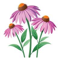 Echinacea Plant with Yellow Flowers and Green Leaves in a Garden Setting vector
