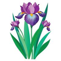 Botanical Rendering of a Bearded Iris Plant in Full Bloom with Green Leaves and Stems vector