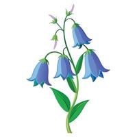 Botanical Rendering of a Bellflower Plant in Full Bloom with Green Leaves and Stems vector