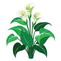 Botanical Rendering of a Calla Lily Plant in Full Bloom with Green Leaves and Stems vector