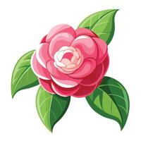 Botanical Rendering of a Camellia Plant in Full Bloom with Green Leaves and Stems vector