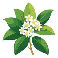 Botanical Rendering of a Camphor Tree Flower in Full Bloom with Green Leaves and Stems vector
