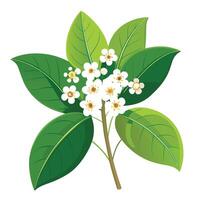 Intricate Details of a Camphor Tree Flower in a Natural Setting with Wildflowers and Butterflies vector