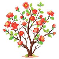 Botanical Rendering of a Flowering Quince Bush in Full Bloom with Green Leaves and Stems vector