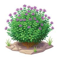 Botanical Rendering of a Creeping Thyme Plant in Full Bloom with Green Leaves and Stems vector
