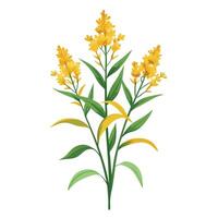 Botanical Rendering of a Goldenrod Plant in Full Bloom with Green Leaves and Stems vector