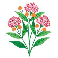 Botanical Rendering of a Milkweed Plant in Full Bloom with Green Leaves and Stems vector