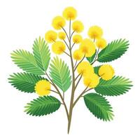 Botanical Rendering of a Mimosa Plant in Full Bloom with Green Leaves and Stems vector
