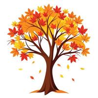 Autumn Maple Tree with Colorful Leaves and Trunk in a Natural Setting vector