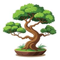 Botanical Bonsai Tree with Green Leaves and Trunk in a Natural Setting vector