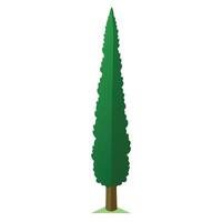 Botanical Elegant Cypress Tree with Green Leaves and Trunk in a Natural Setting vector
