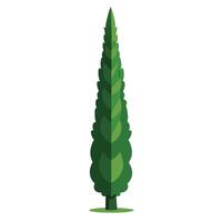 Beautiful Elegant Cypress Tree with Tall and Slender Branches vector