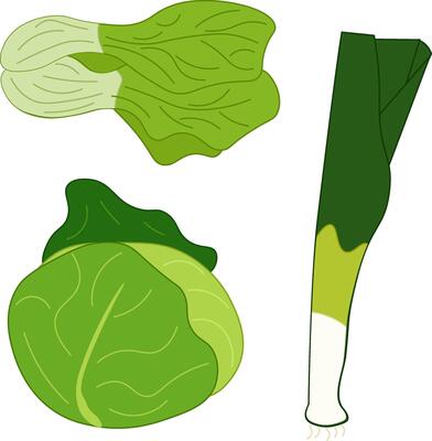 Cabbage, shallots, bok choy, vegetables isolated set. Flat icons. Collection farm product for restaurant menu, market label. For logo, web, package, sticker. Eat green